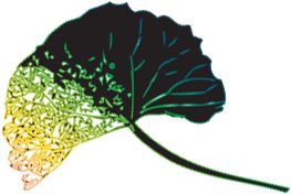 Longevity Acupuncture Spokane