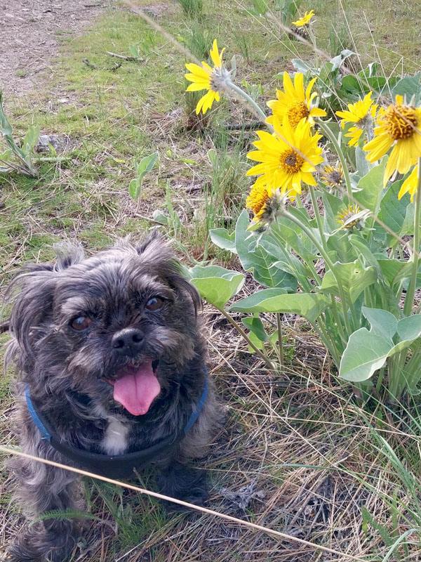 Darcy Greenwald, Acupuncturist & Dog